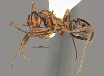 Media type: image;   Entomology 28995 Aspect: habitus lateral view